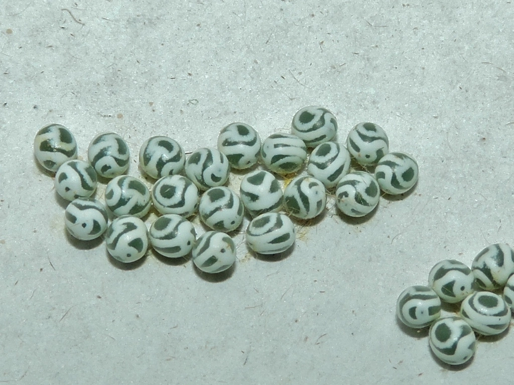 populierenblad Gastropacha populifolia Frans Vorsselmans.JPG